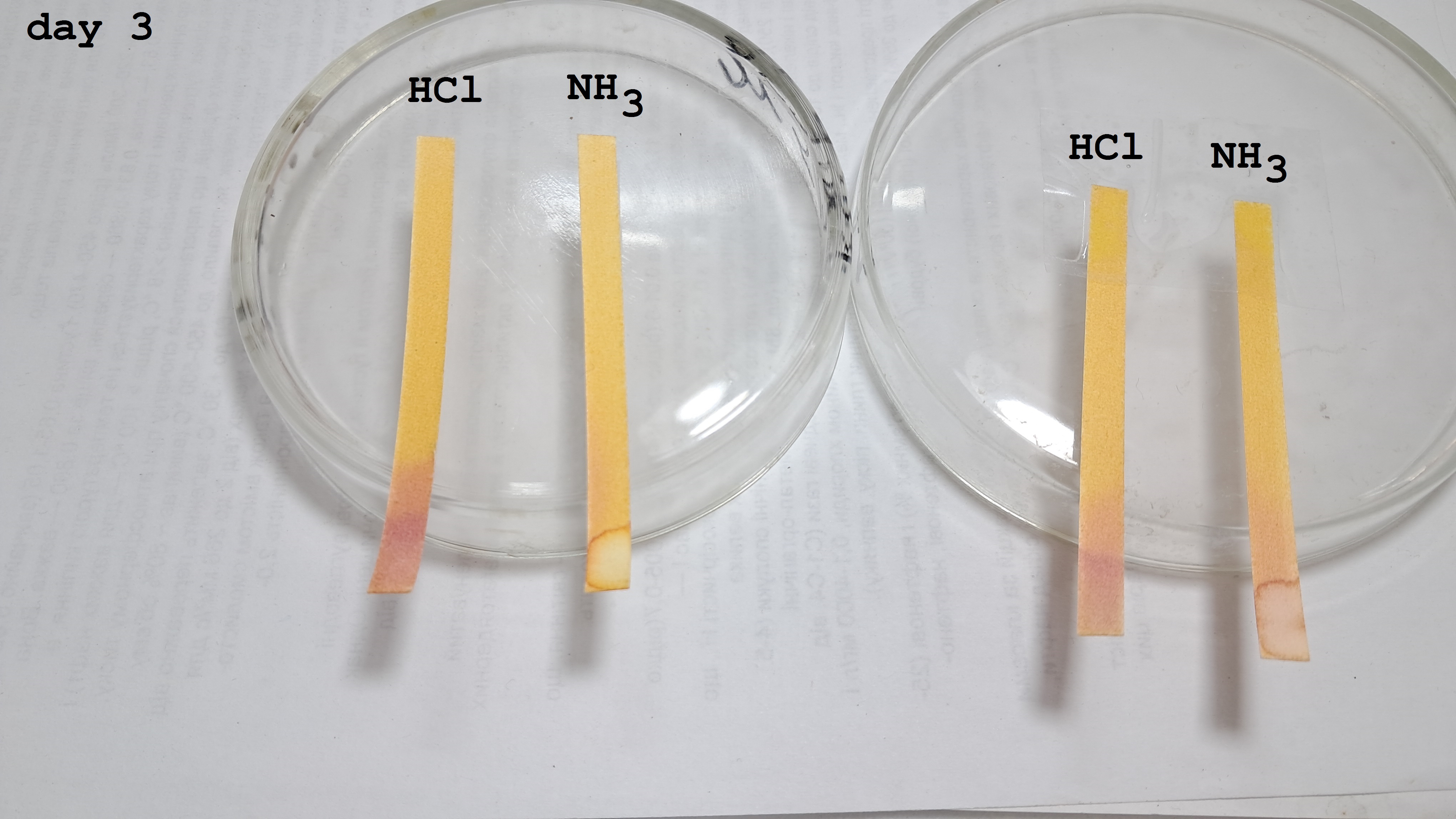 Universal Indicator Paper: Color Change Over Time
